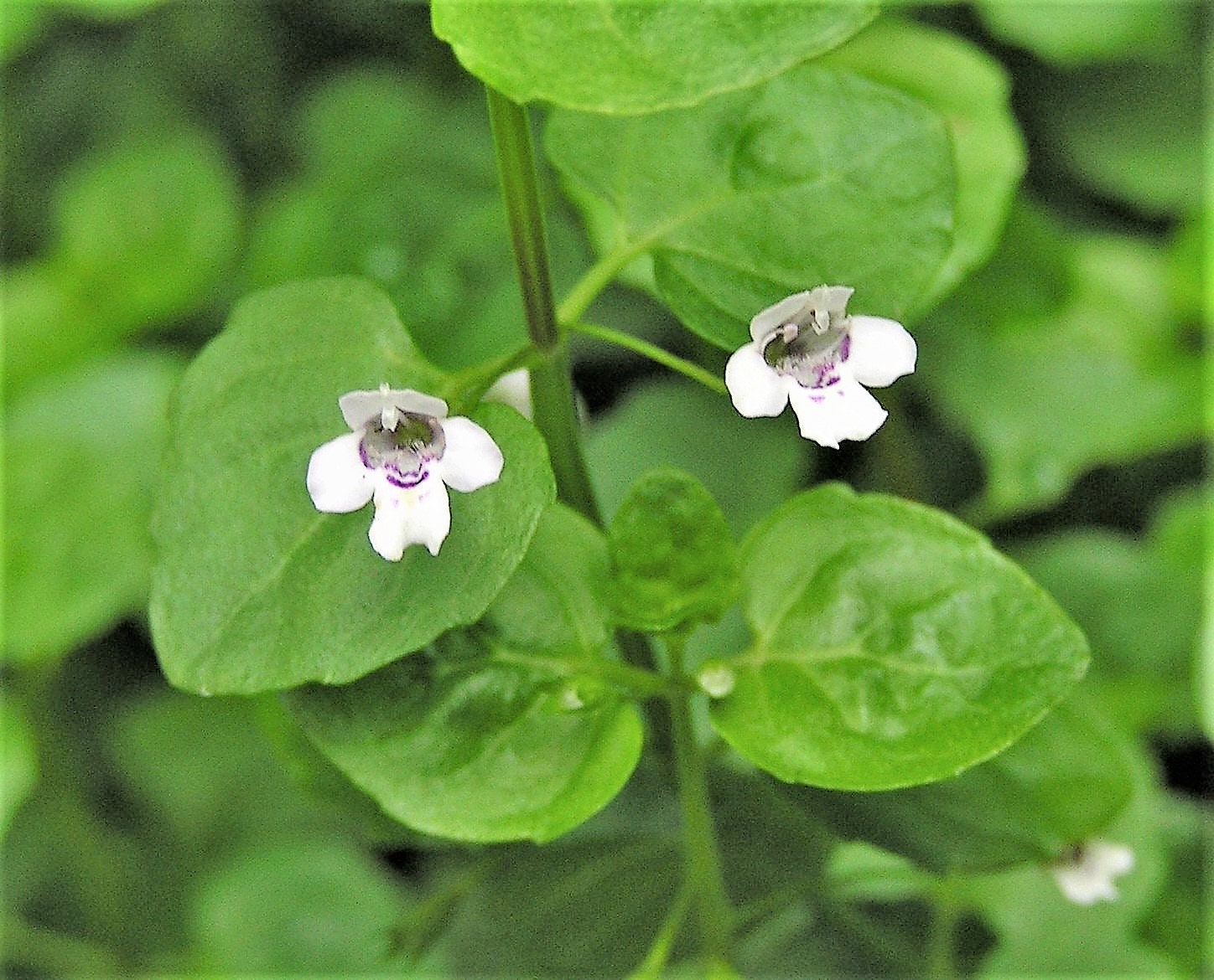 thumbnail image 2 of Fairy Garden True Corsican Mint Herb Mentha Requienii - 50 Seeds 2 of 11