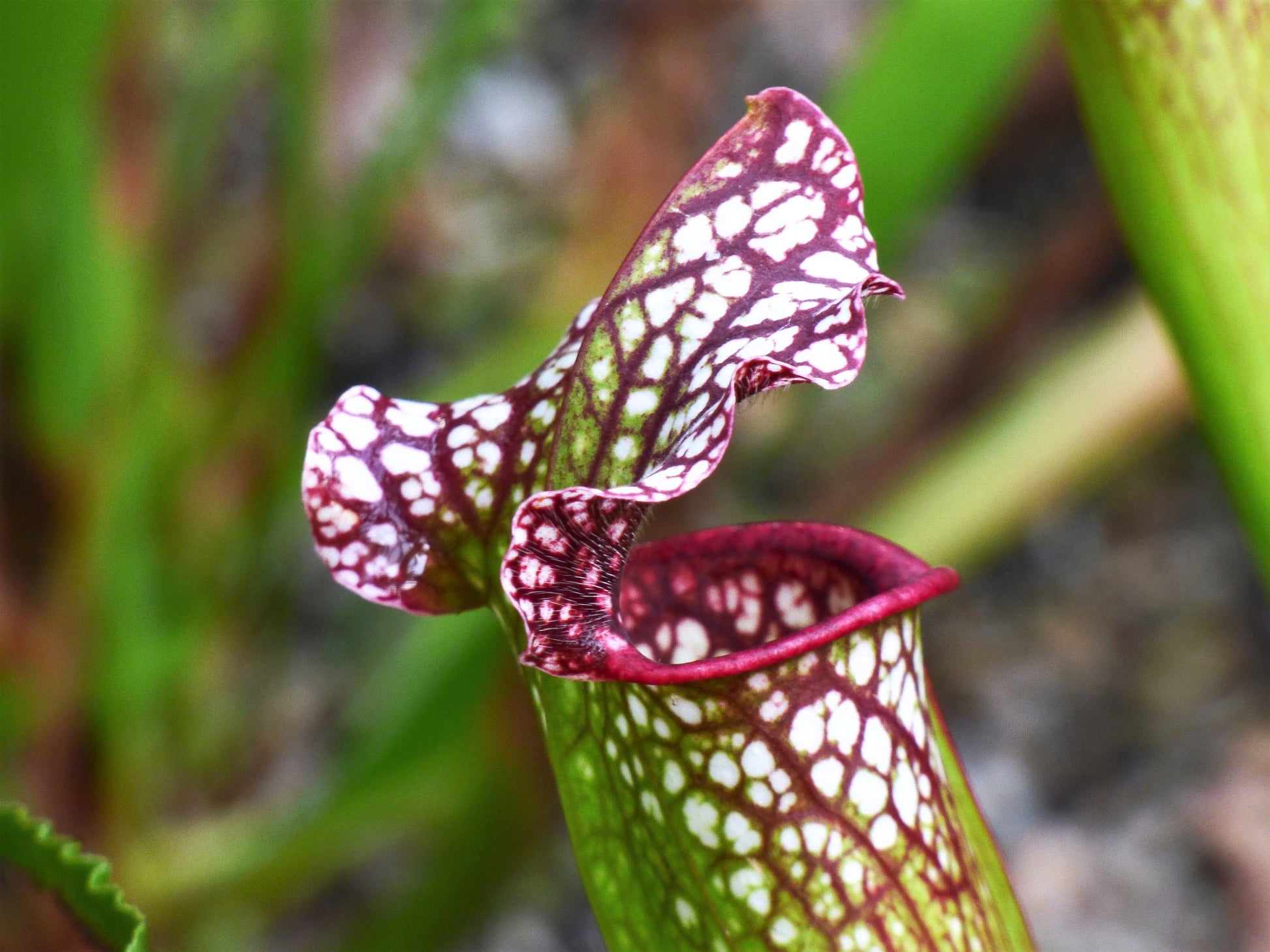 buy pitcher plant seeds 10 MIXED PITCHER PLANT Sarracenia Carnivorous Red Purple Yellow White – Seedville USA