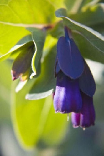 10 BLUE SHRIMP PLANT / Honeywort Cerinthe Major Flower Seeds