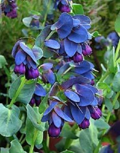 10 BLUE SHRIMP PLANT / Honeywort Cerinthe Major Flower Seeds