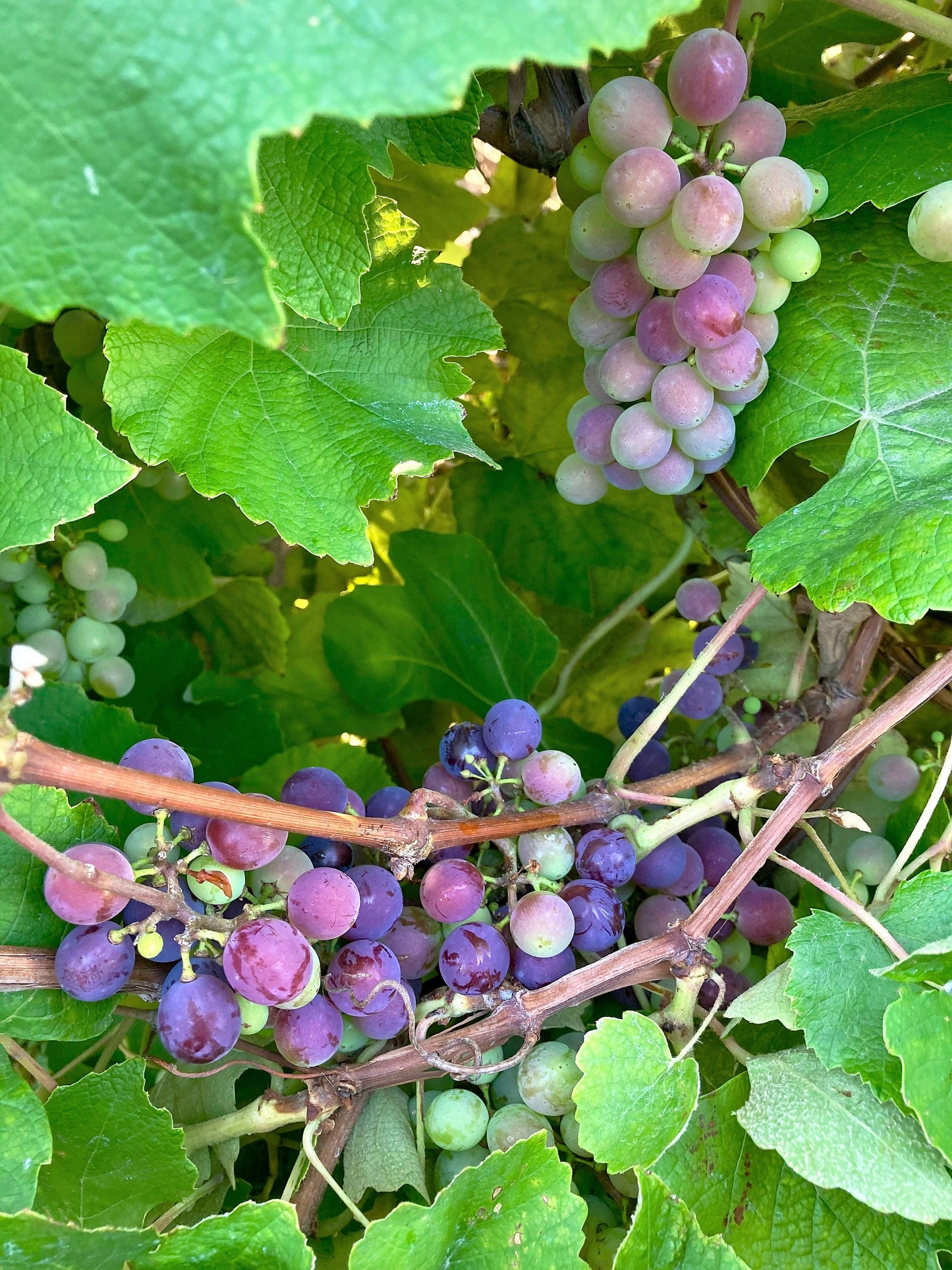 planting concord grape seeds 10 Purple CONCORD GRAPE Fruit Vine Vitis Labrusca White Flower Seeds – Seedville USA