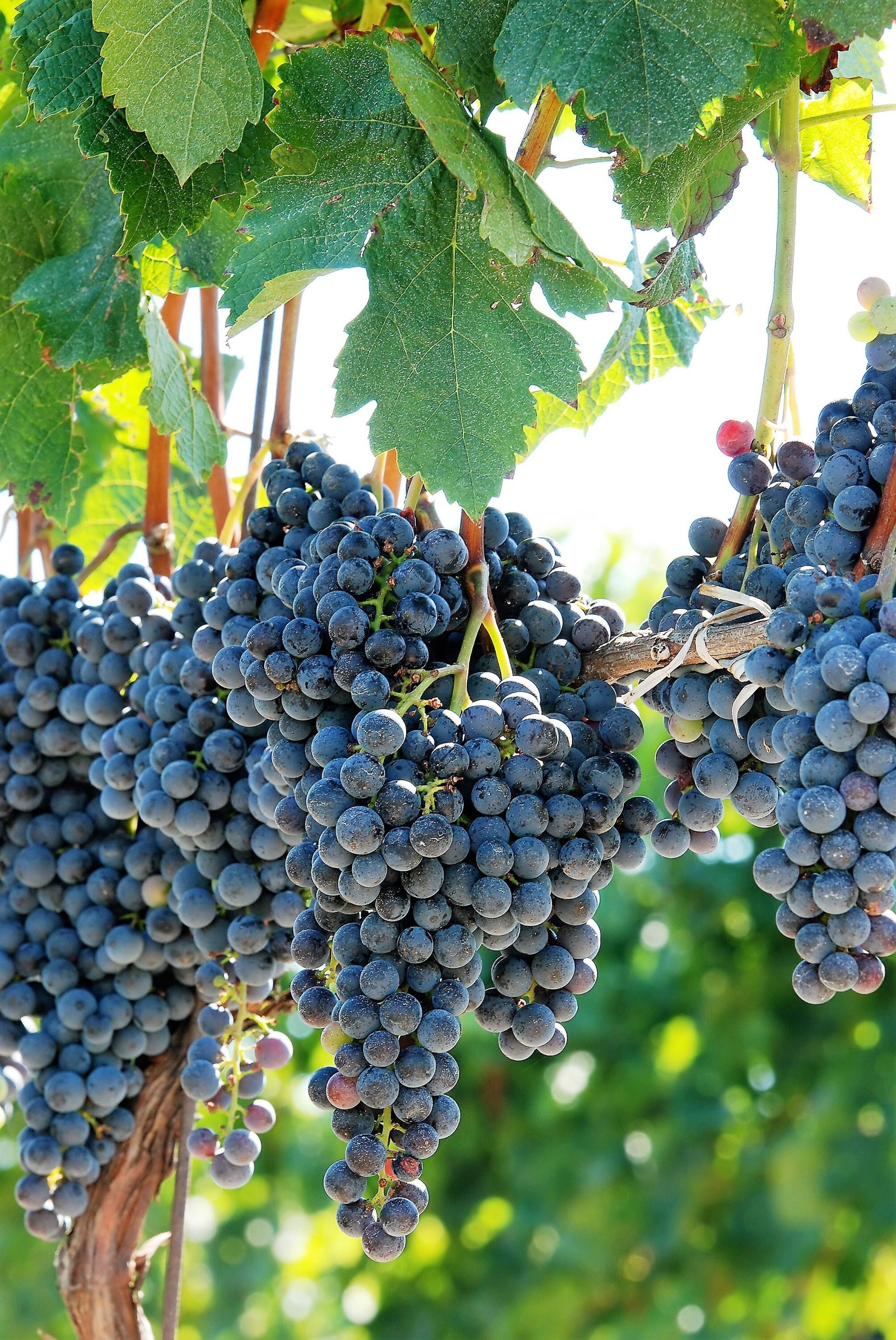 concord grape seeds planting 10 Purple CONCORD GRAPE Fruit Vine Vitis Labrusca White Flower Seeds – Seedville USA