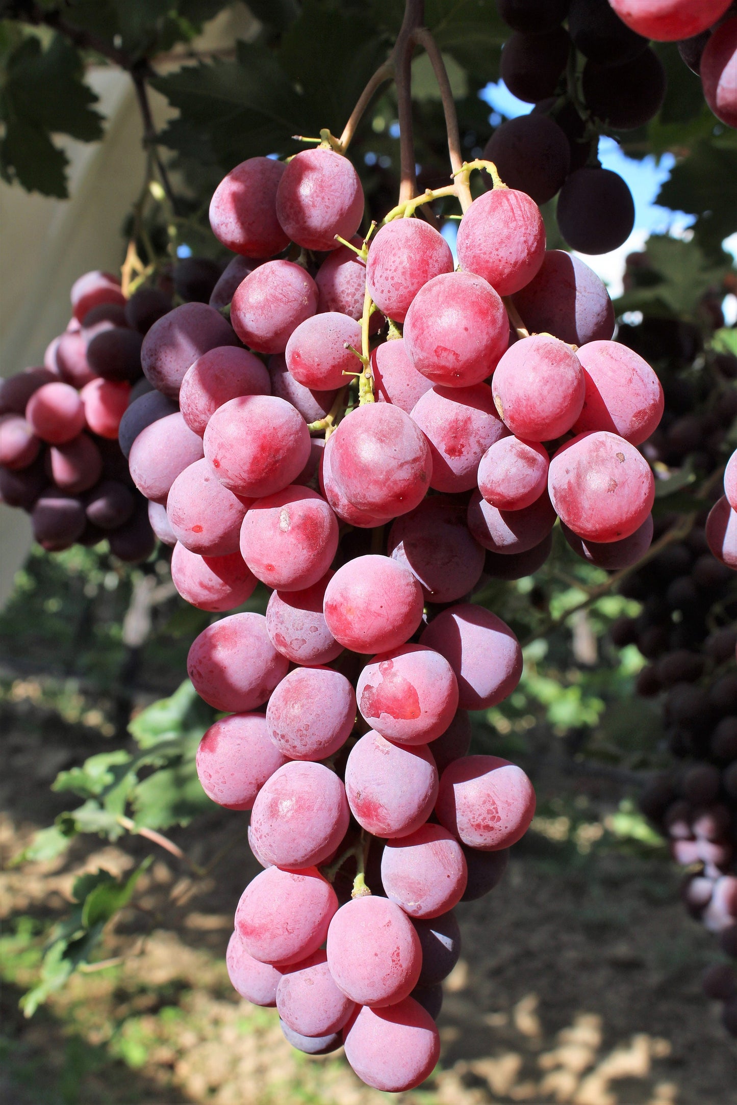 10 Giant RED GLOBE GRAPE Vitis Vinifera Fruit Vine Seeds