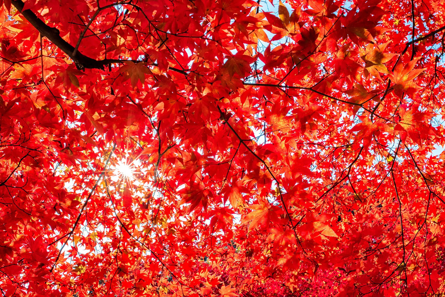 10 RED JAPANESE MAPLE Tree Ornamental Acer Palmatum Seeds
