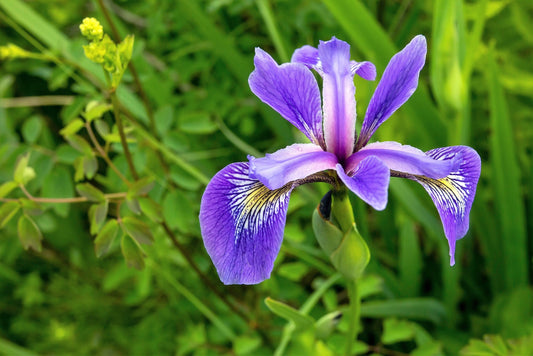 25 BLUE FLAG IRIS Versicolor ( Dry - Moist Soil ) Native Purple Yellow White Fragrant Flower Seeds