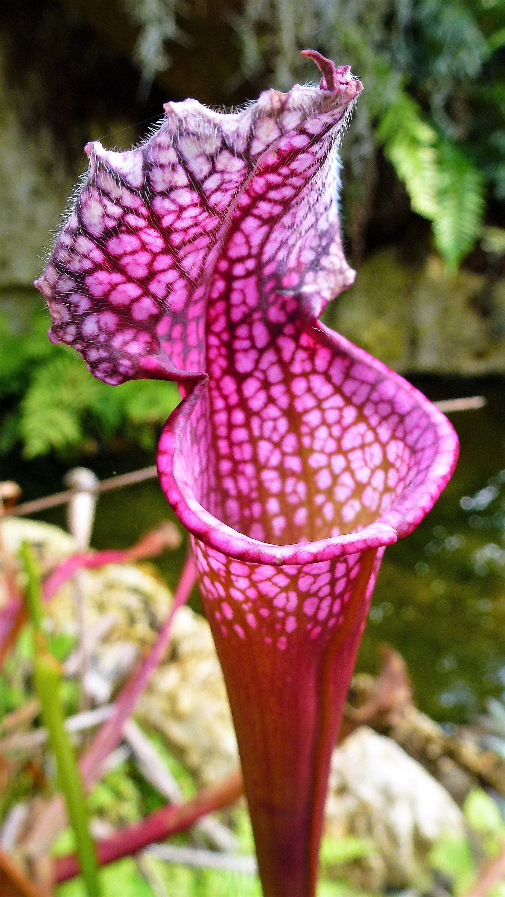 carnivorous plant seeds amazon 10 MIXED PITCHER PLANT Sarracenia Carnivorous Red Purple Yellow White – Seedville USA
