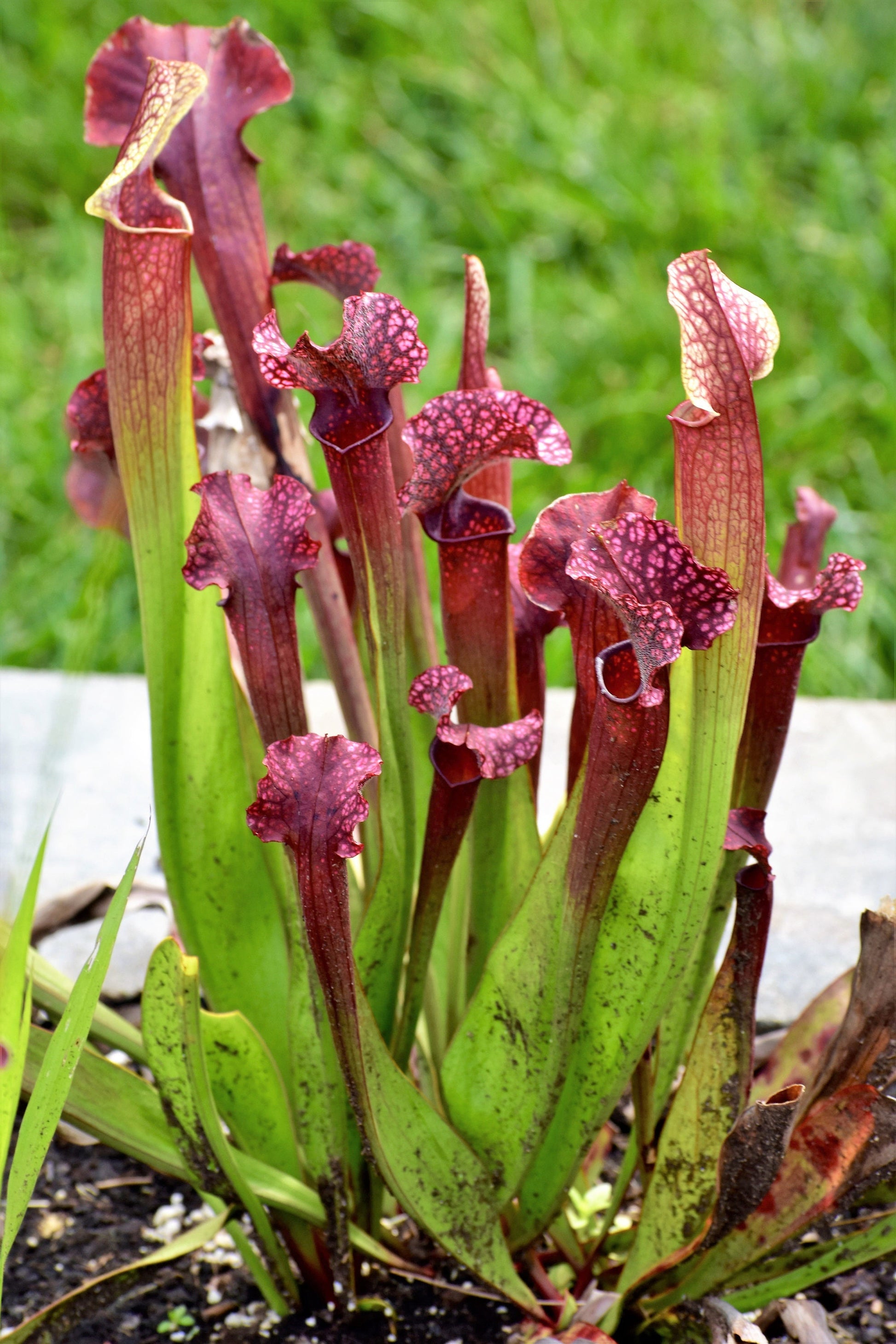 carnivorous plant seeds amazon 10 MIXED PITCHER PLANT Sarracenia Carnivorous Red Purple Yellow White Flower Seeds