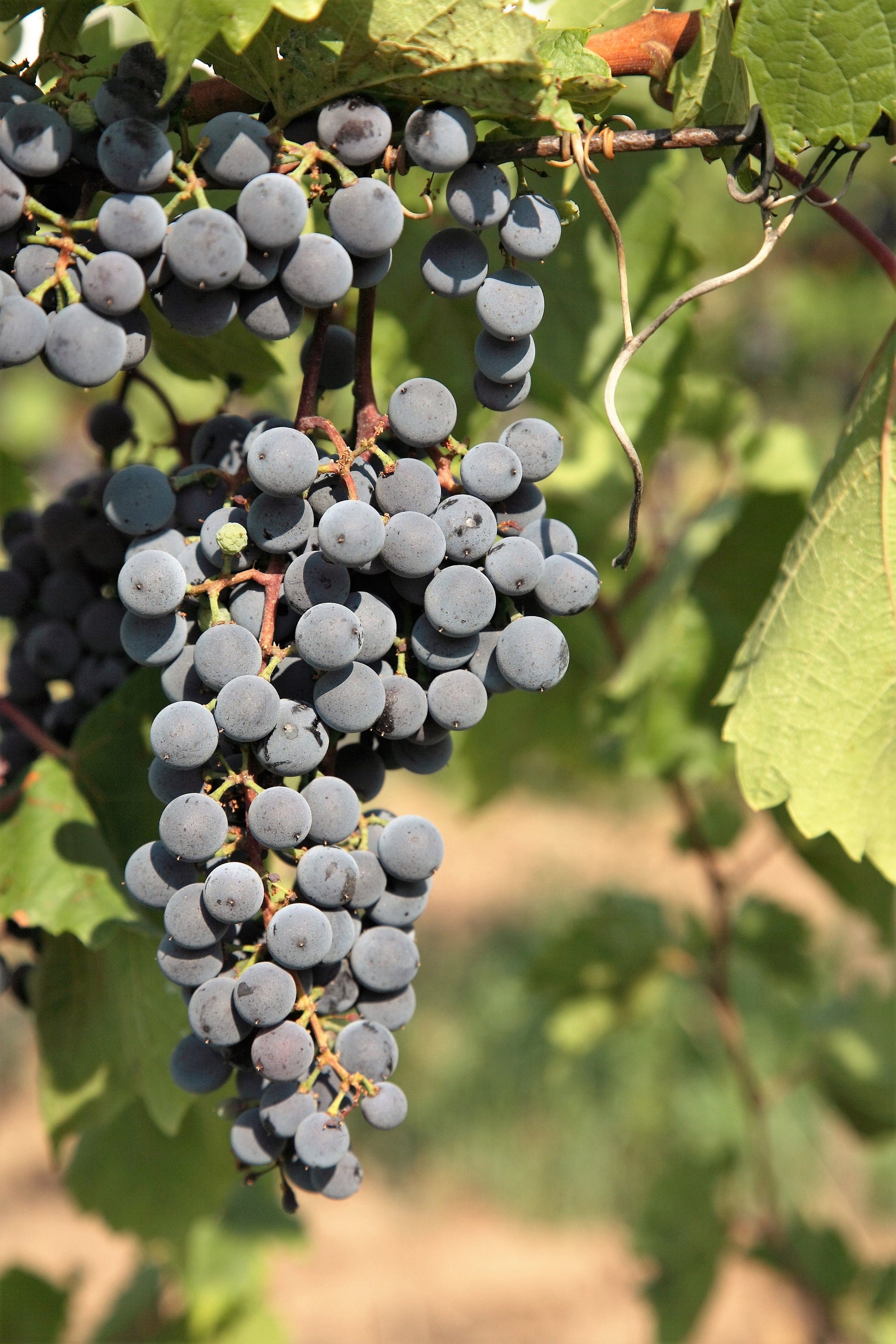 concord grape seeds planting 10 Purple CONCORD GRAPE Fruit Vine Vitis Labrusca White Flower Seeds
