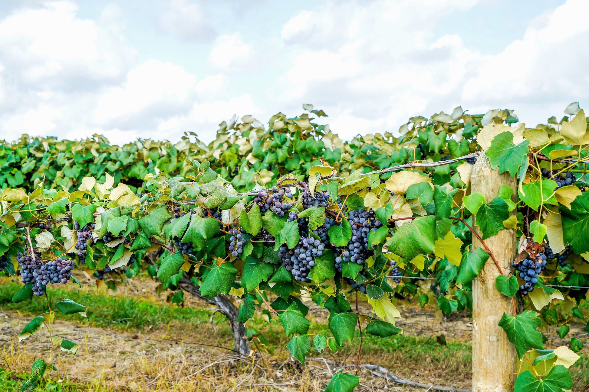 grape seed plant 10 Purple CONCORD GRAPE Fruit Vine Vitis Labrusca White Flower Seeds