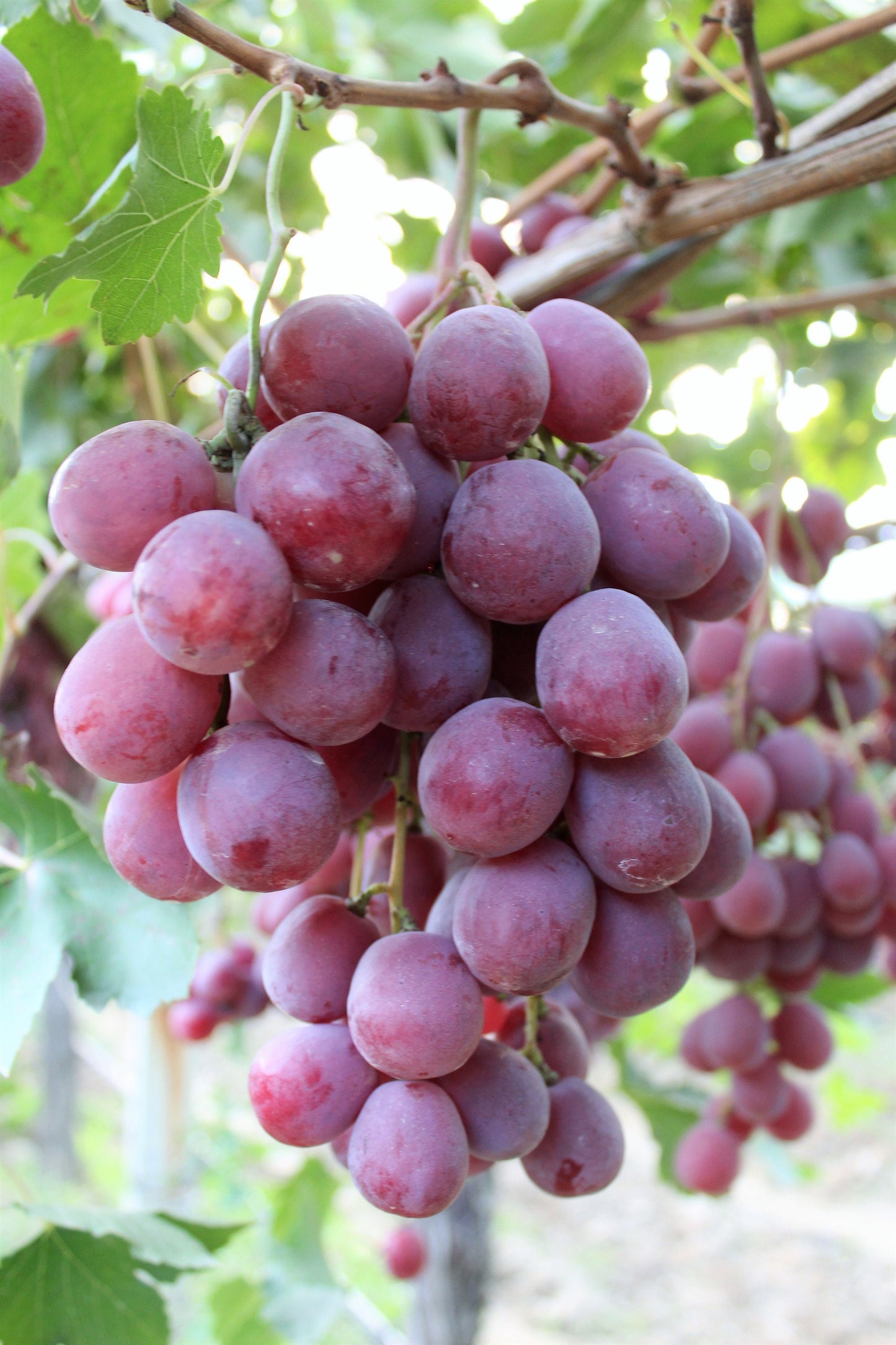 10 Giant RED GLOBE GRAPE Vitis Vinifera Fruit Vine Seeds