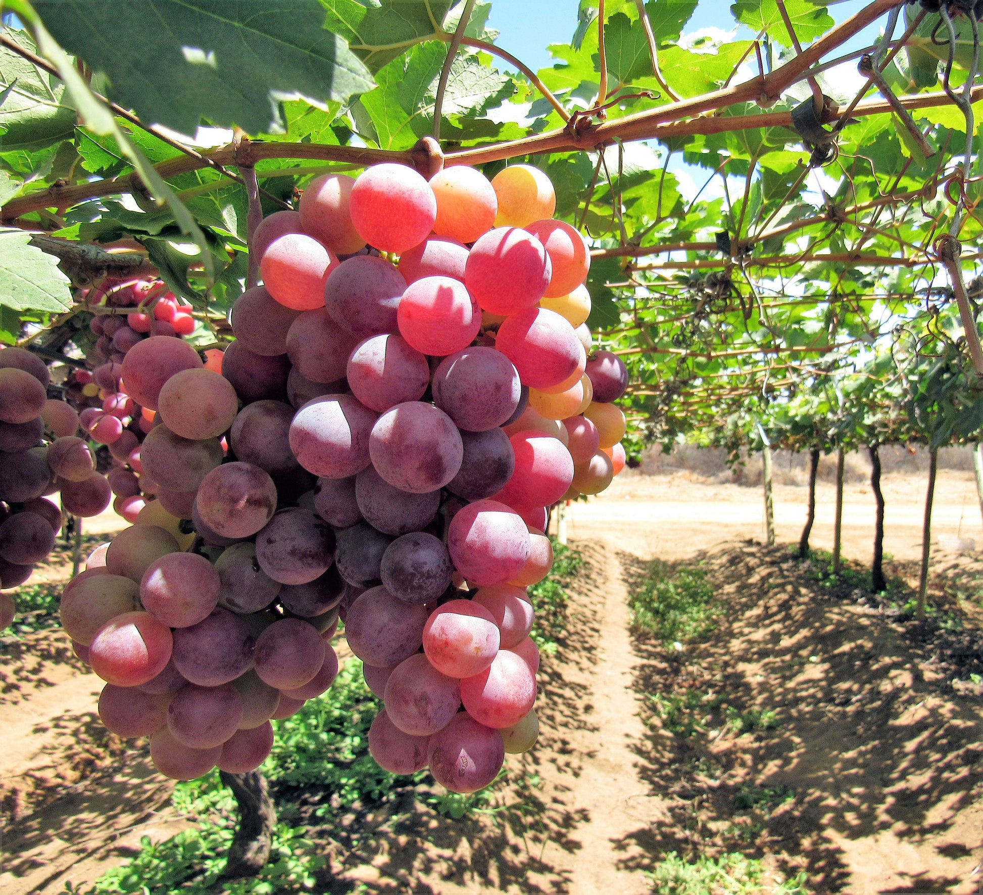 where to buy grape seeds for planting 10 Giant RED GLOBE GRAPE Vitis Vinifera Fruit Vine Seeds