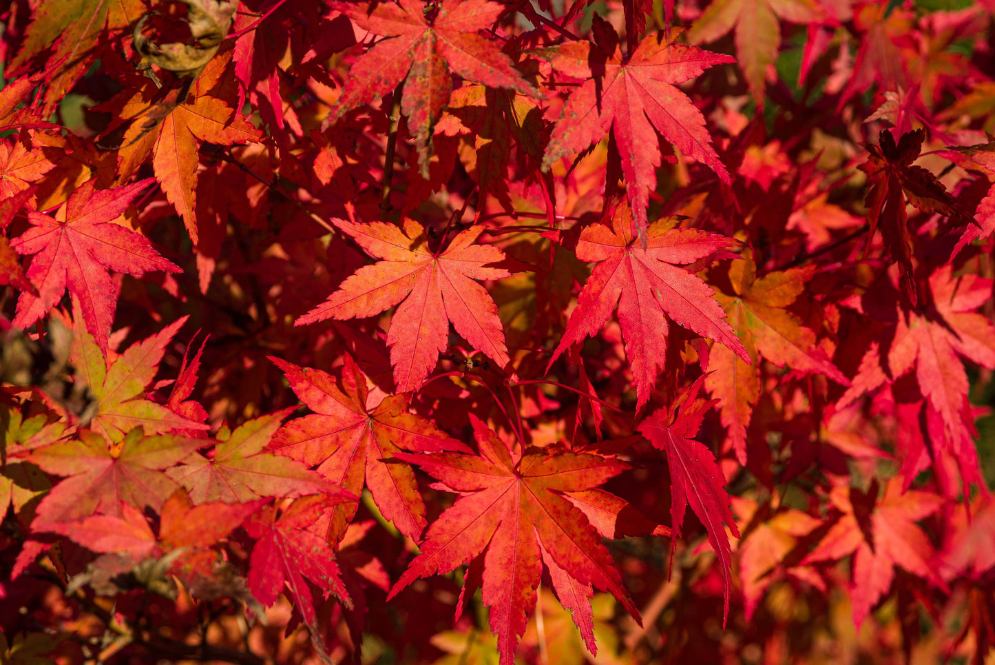 10 RED JAPANESE MAPLE Tree Ornamental Acer Palmatum Seeds