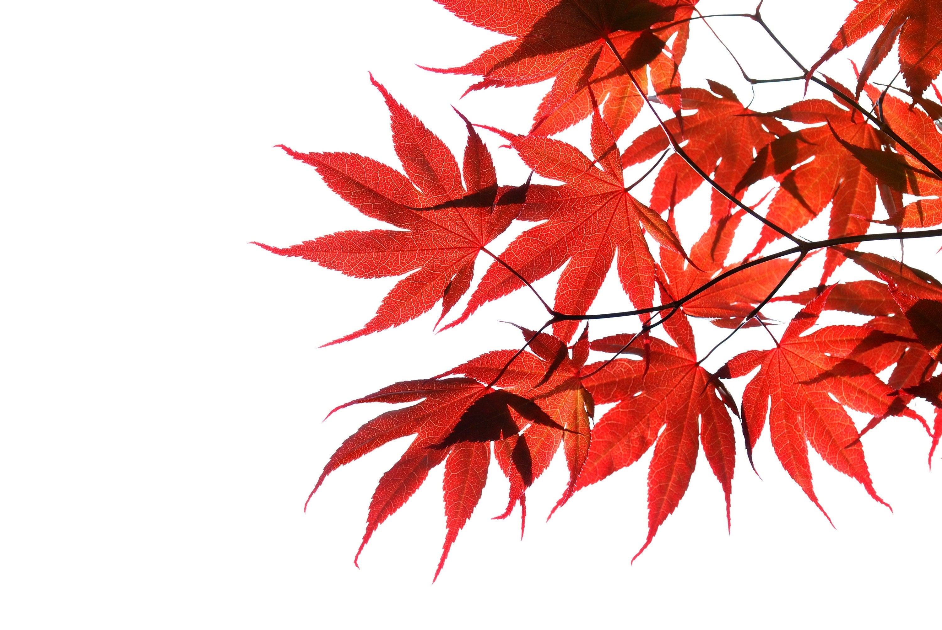 10 RED JAPANESE MAPLE Tree Bloodgood Ornamental Acer Palmatum Seeds ...