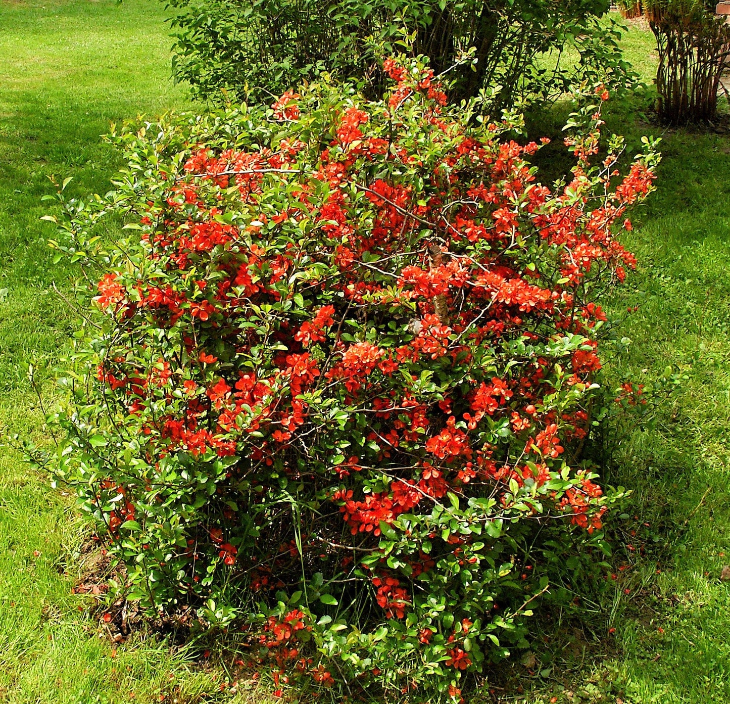 20 Red Flowering DWARF QUINCE Shrub Fruit Chaenomeles Japonica Scarlet Seeds