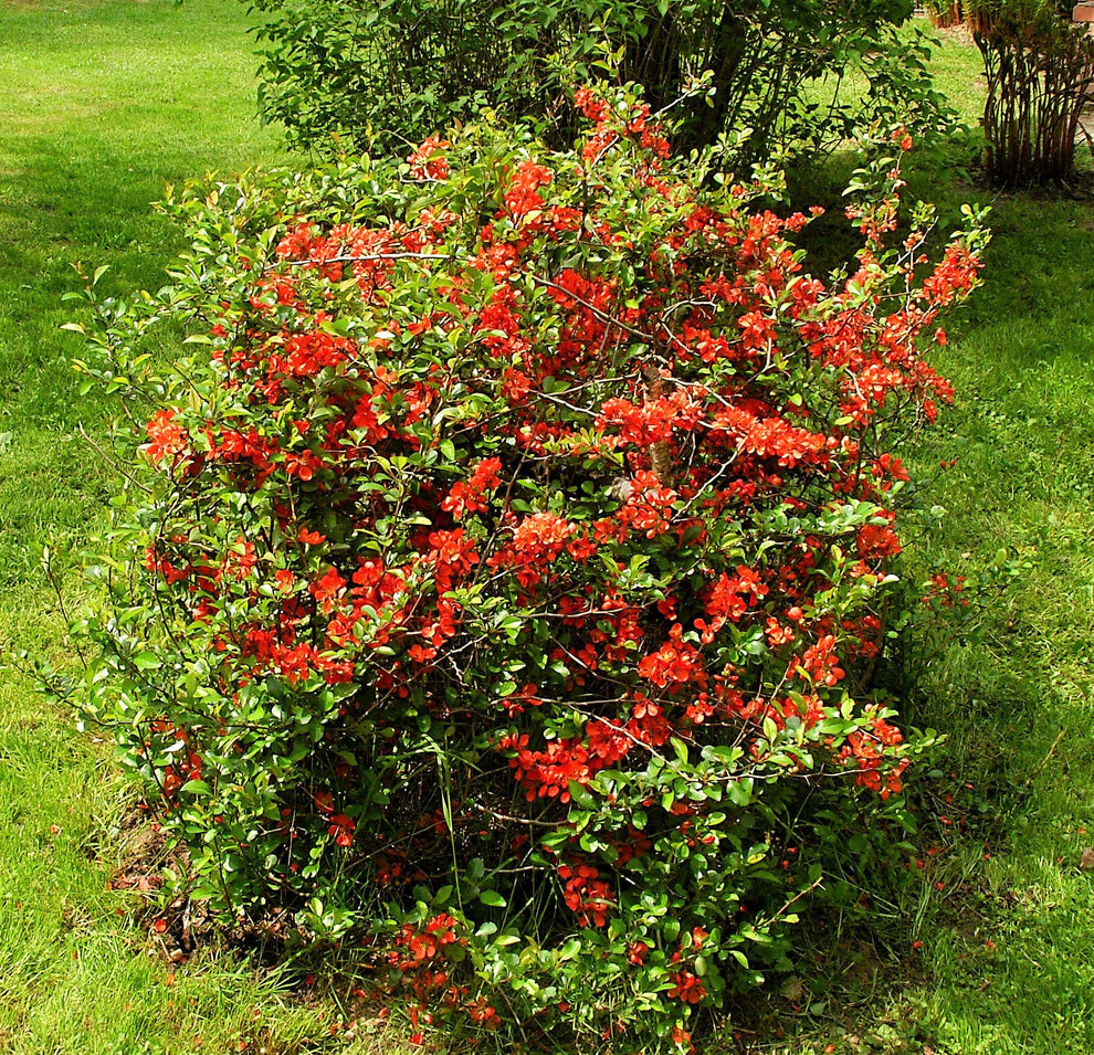 20 Red Flowering DWARF QUINCE Shrub Fruit Chaenomeles Japonica Scarlet