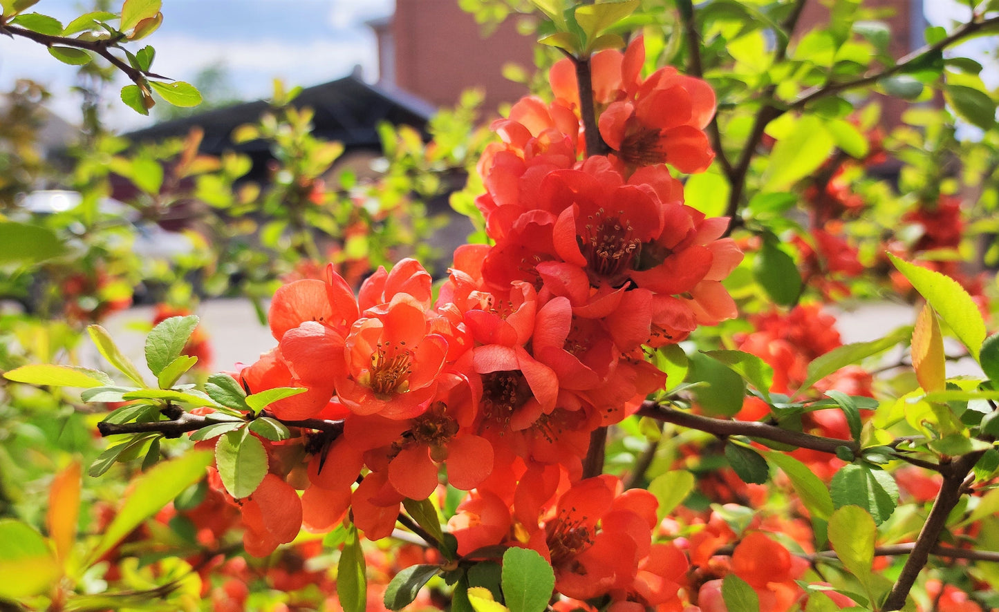 20 Red Flowering DWARF QUINCE Shrub Fruit Chaenomeles Japonica Scarlet Seeds