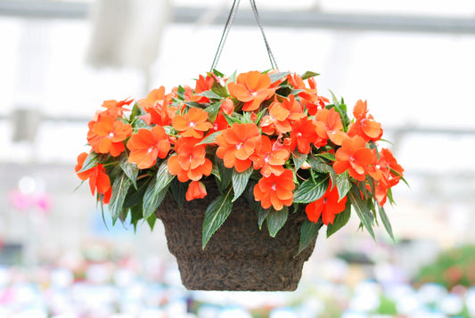 50 DWARF ORANGE IMPATIENS Walleriana Part Sun or Full Shade Flower Seeds