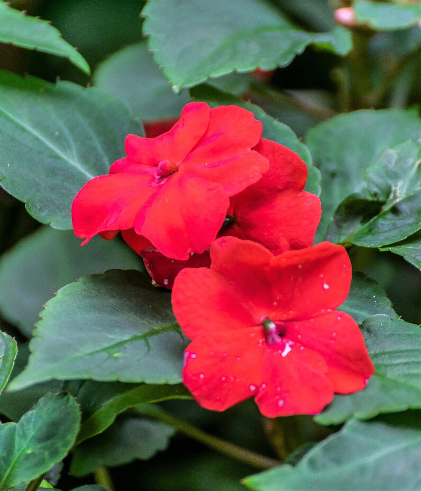 50 DWARF RED IMPATIENS Scarlet Walleriana Sun or Full Shade Flower Seeds