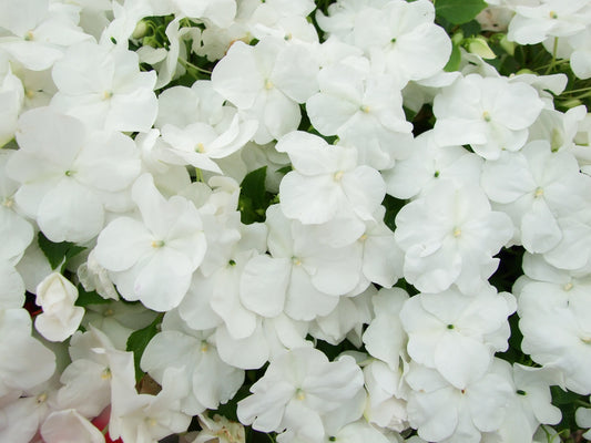 50 DWARF WHITE IMPATIENS Walleriana Sun or Full Shade Flower Seeds