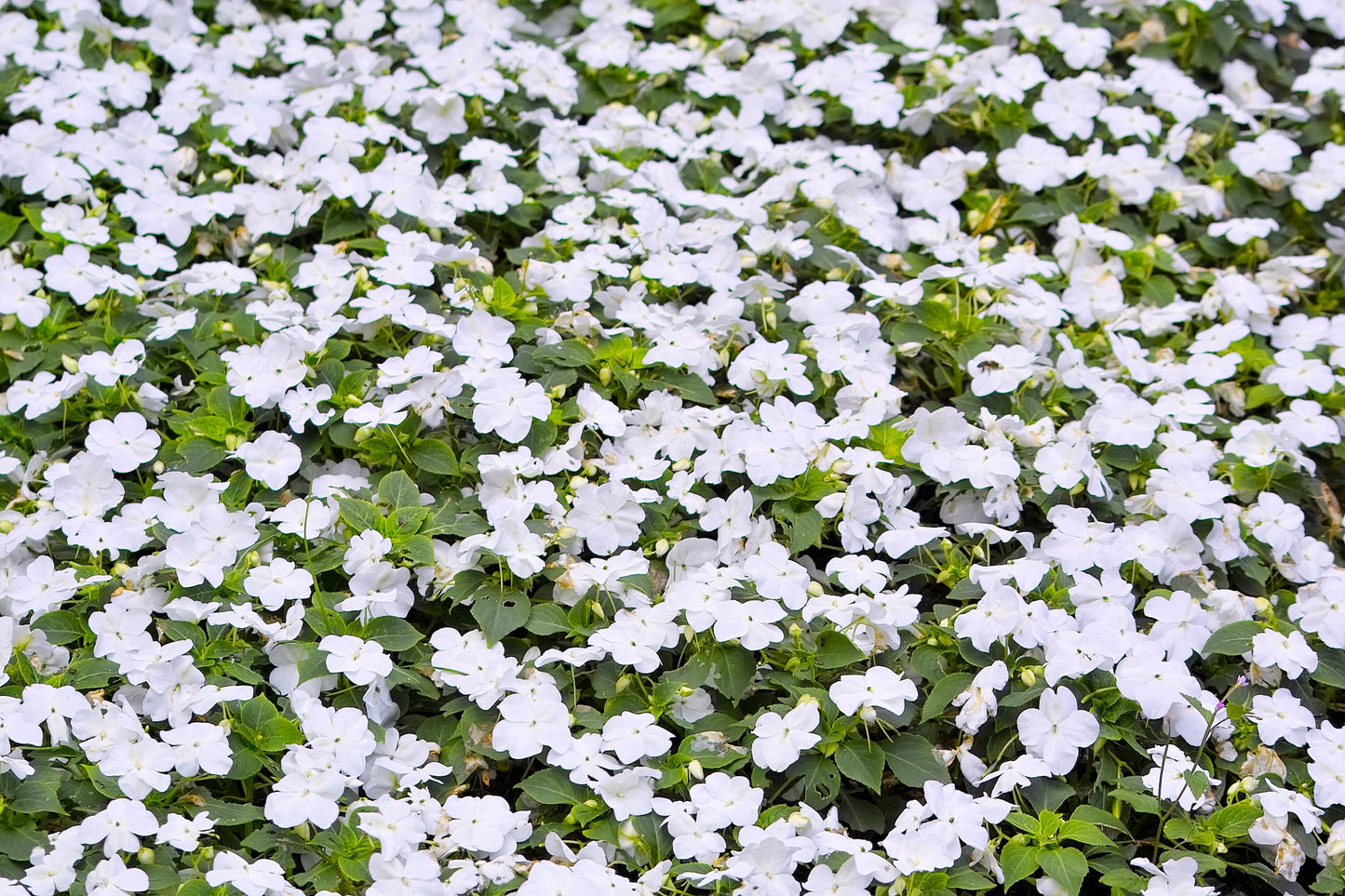 50 DWARF WHITE IMPATIENS Walleriana Sun or Full Shade Flower Seeds