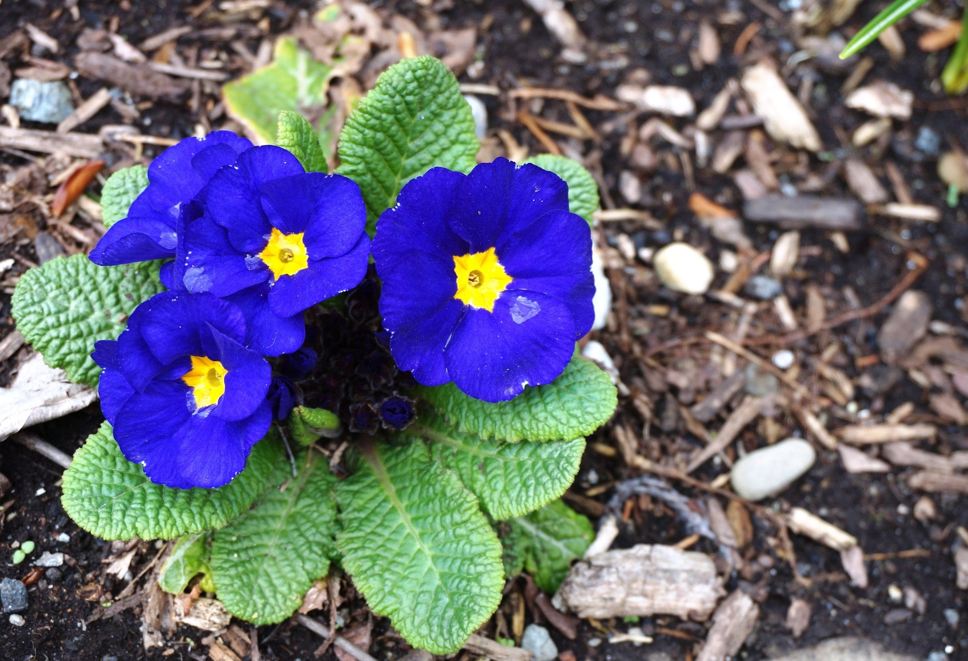 primrose house plant 15 Accord BLUE ENGLISH PRIMROSE Primula Vulgaris Part Shade Houseplant Flower Seeds