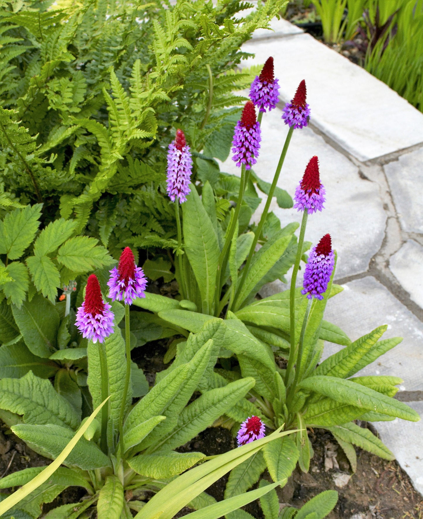 20 ORCHID PRIMROSE Primula Vialii Red Hot Poker Red Pink Purple Shade Wet Flower Seeds