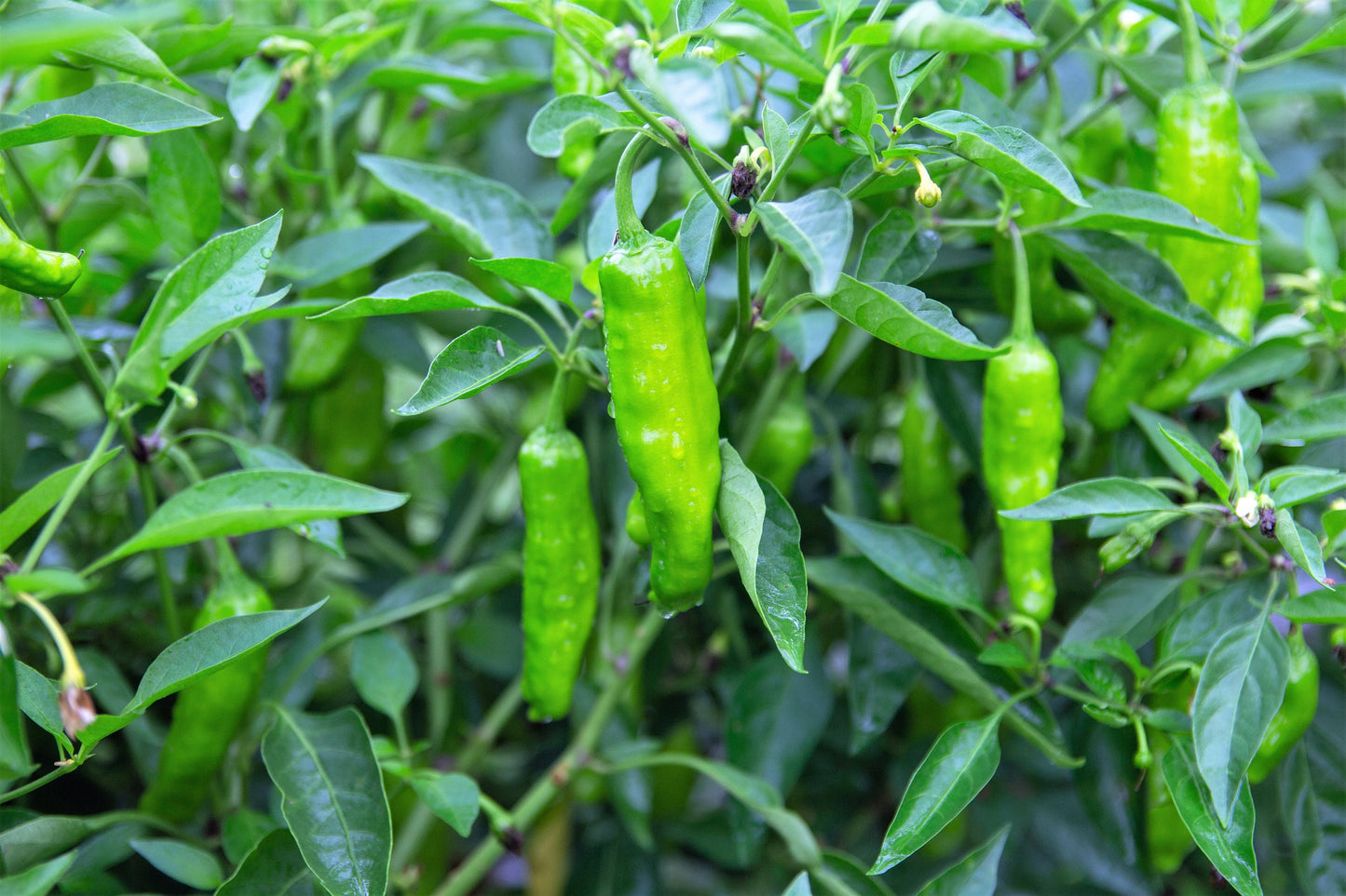 50 SHISHITO PEPPER Green to Red Mild Japanese Chili Capsicum Annuum Vegetable Seeds