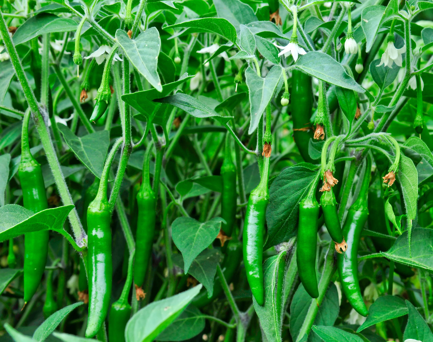 100 BIG JIM PEPPER Green to Red Big 12" Chili Mild Heat Capsicum Annuum Vegetable Seeds