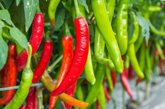 100 BIG JIM PEPPER Green to Red Big 12" Chili Mild Heat Capsicum Annuum Vegetable Seeds