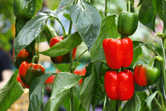 20 Organic Red MINI BELL PEPPER Sweet Mild Miniature Capsicum Annuum Vegetable Seeds