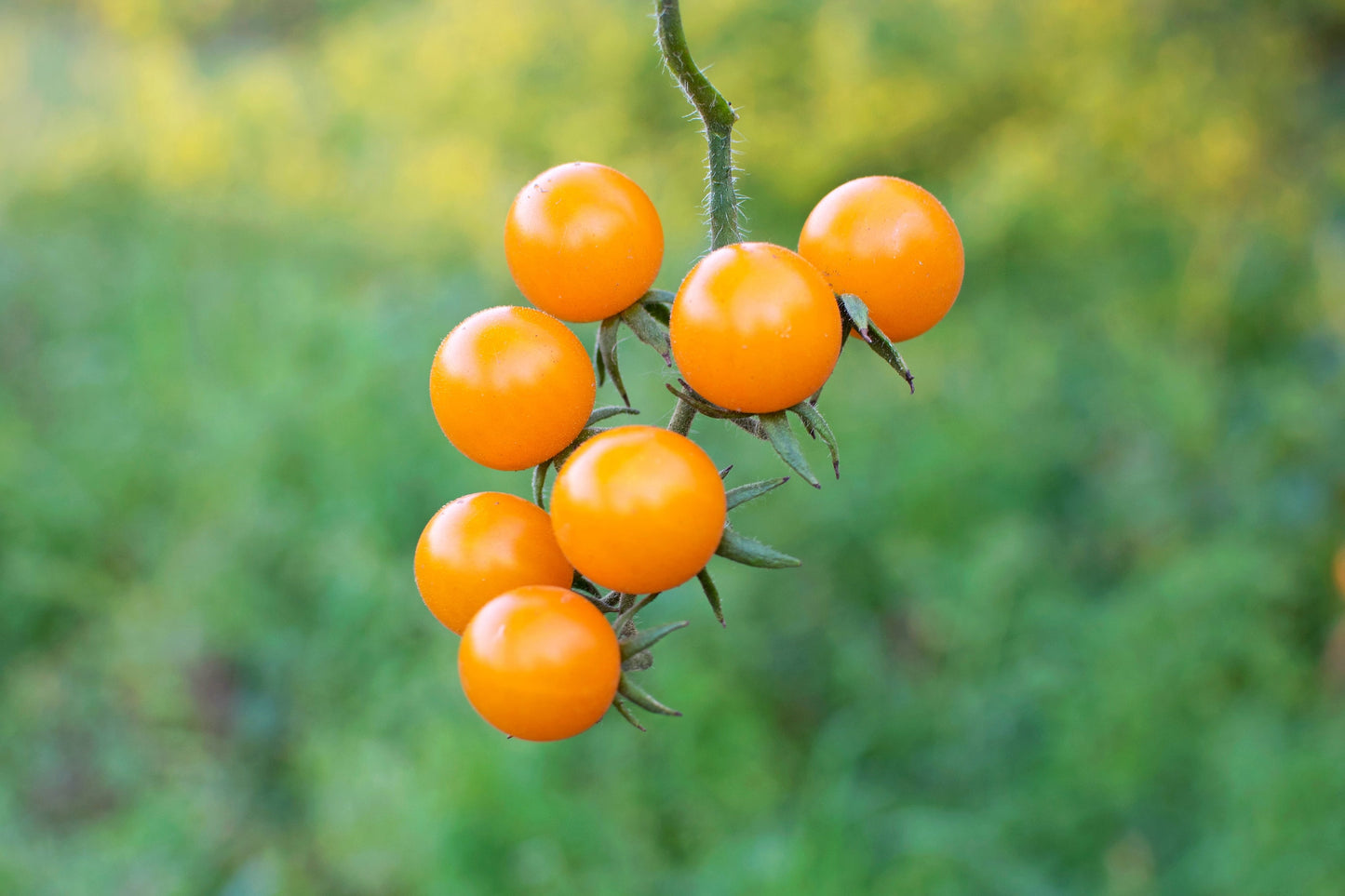 100 ORANGE CHERRY TOMATO Heirloom Solanum Lycopersicum Indeterminate Fruit Vegetable Seeds