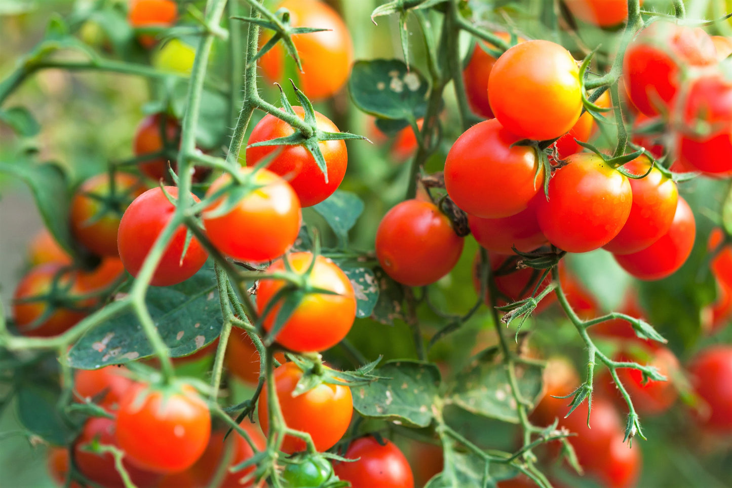 80 Sub ARCTIC PLENTY TOMATO Solanum Lycopersicum Red Determinate Heirloom Fruit Vegetable Seeds