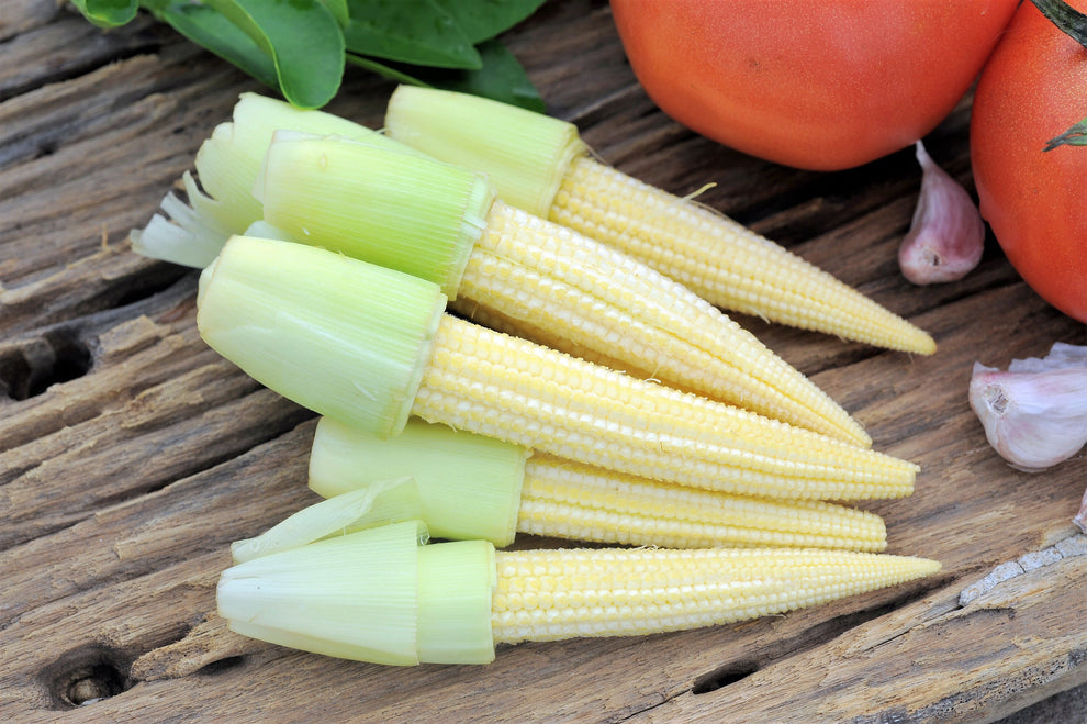 75 Japanese WHITE HULLESS POPCORN or Baby Corn Zea Mays Heirloom Veget Seedville USA