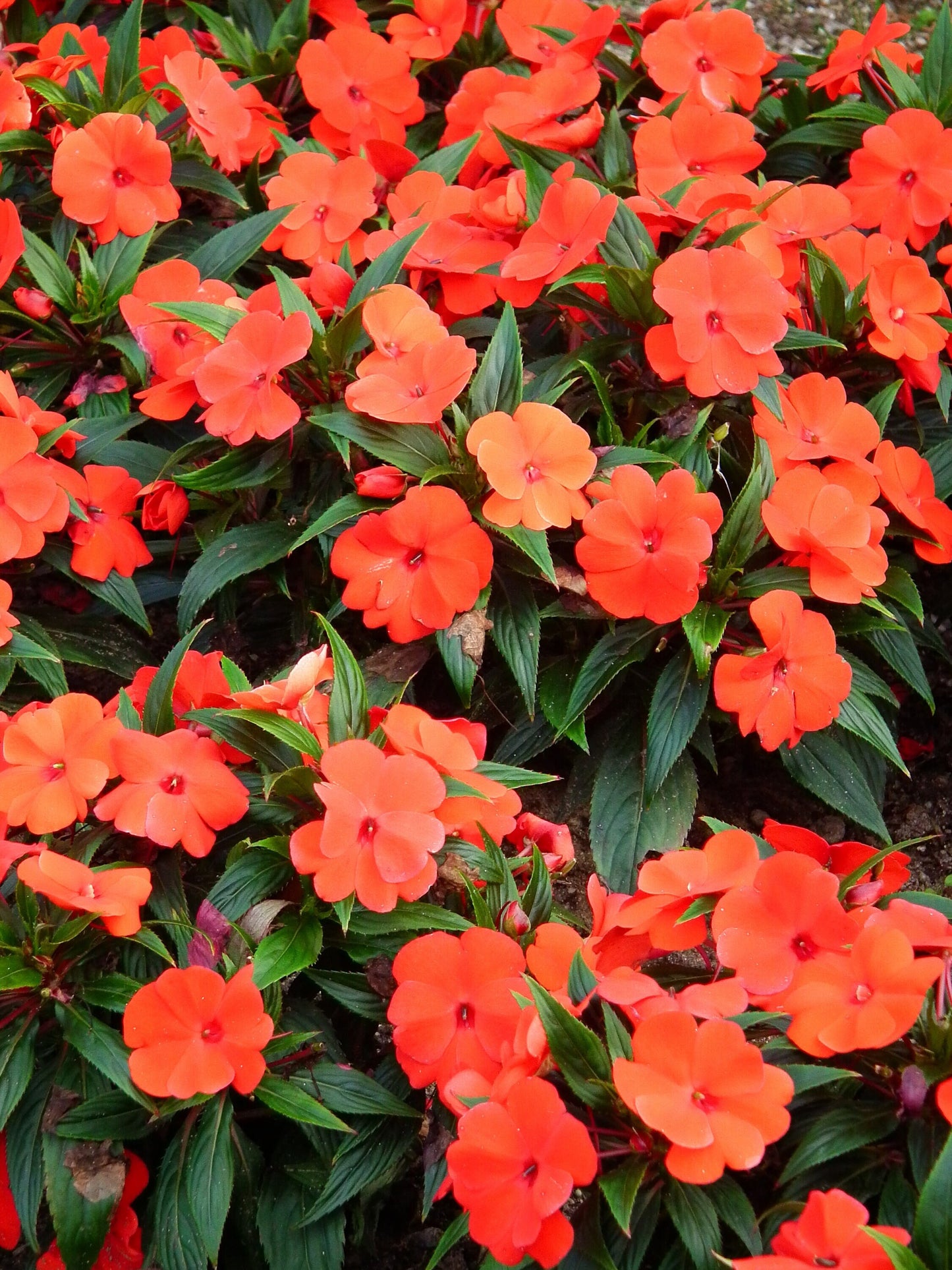 50 DWARF ORANGE IMPATIENS Walleriana Sun or Full Shade Flower Seeds