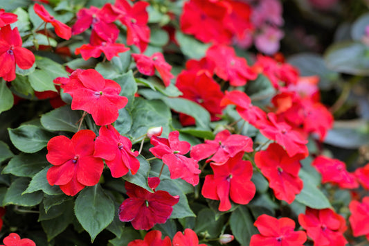 50 DWARF RED IMPATIENS Scarlet Walleriana Sun or Full Shade Flower Seeds