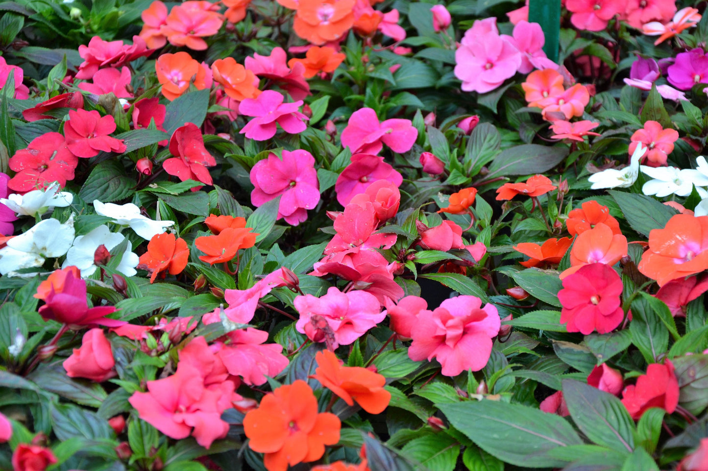 50 MIXED COLORS Dwarf IMPATIENS Walleriana Sun or Full Shade Red, White, Pink, Carmine, Scarlet, & Orange Flower Seeds