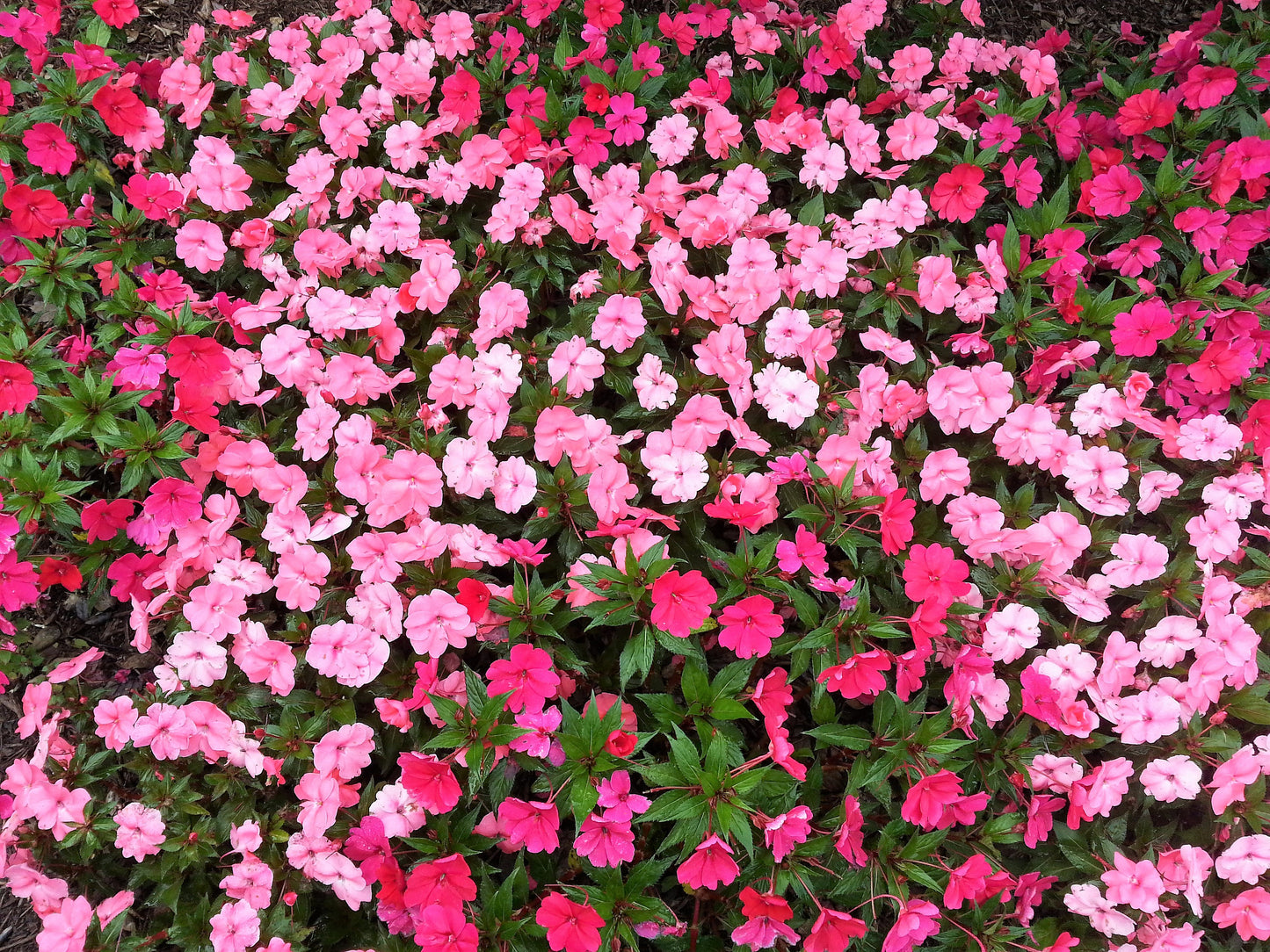 50 MIXED COLORS Dwarf IMPATIENS Walleriana Sun or Full Shade Red, White, Pink, Carmine, Scarlet, & Orange Flower Seeds