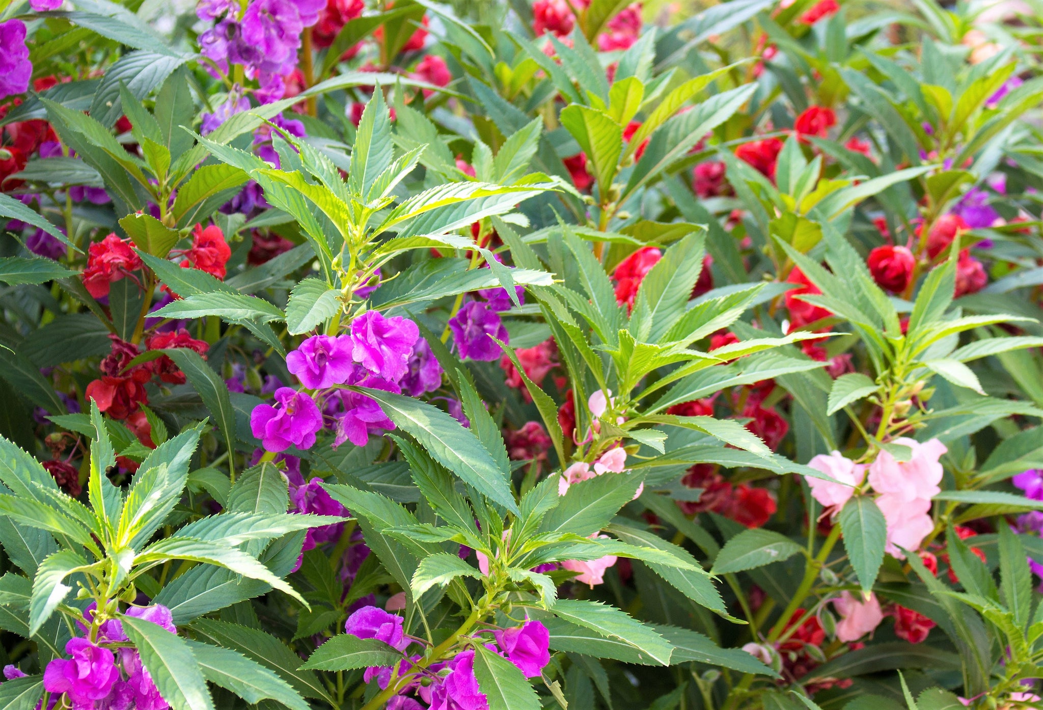 100 Mixed Dwarf TOM THUMB IMPATIENS Balsamina - Sun or Shade - Double ...