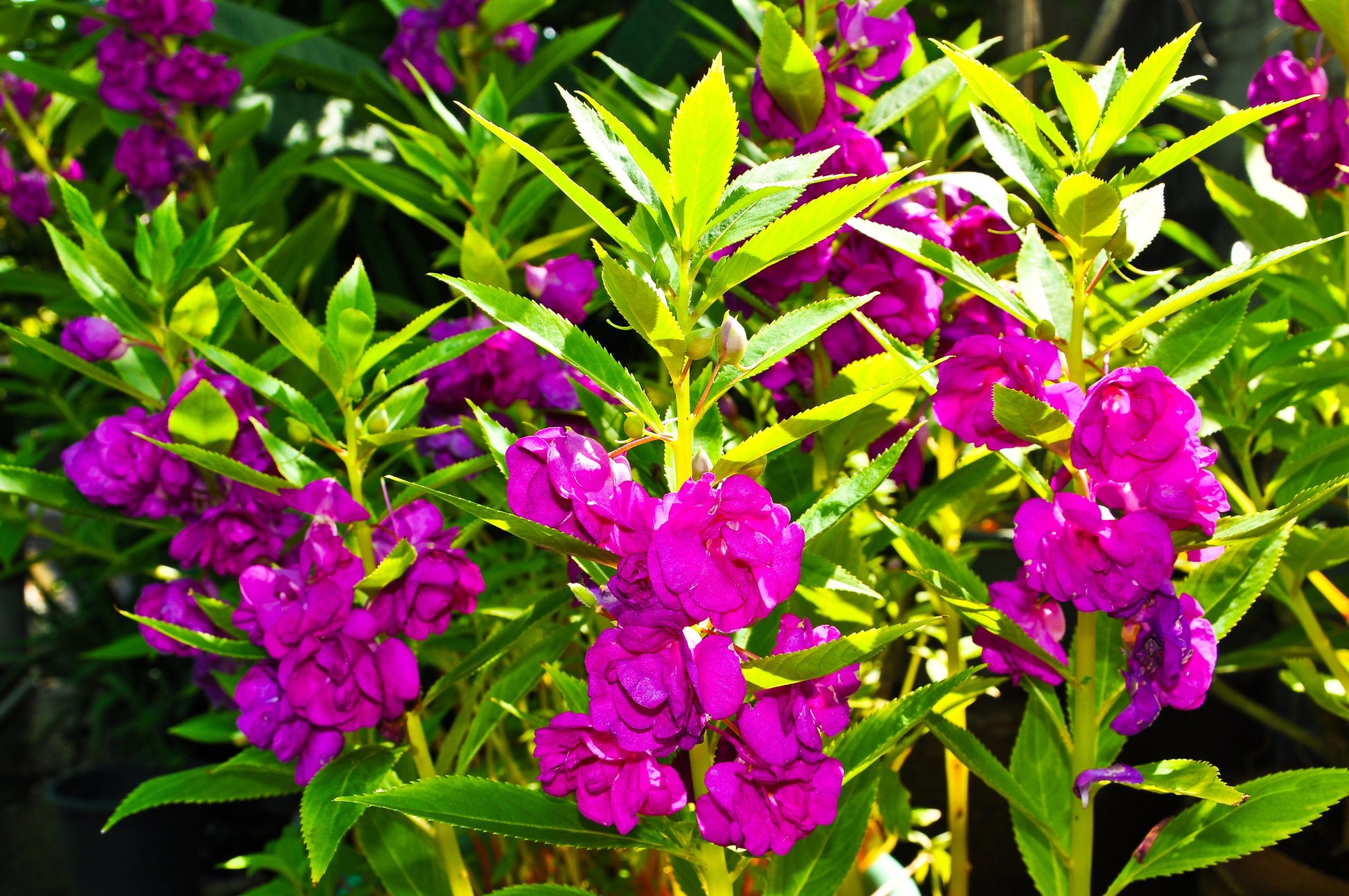 house plants for the purple thumb 100 Mixed Dwarf TOM THUMB IMPATIENS Balsamina - Sun or Shade