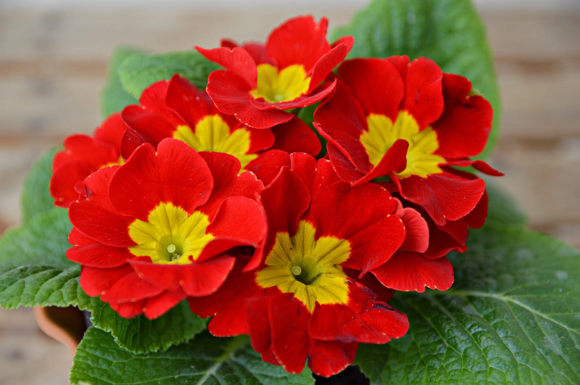 primrose house plants 15 SCARLET ENGLISH PRIMROSE Red Primula Vulgaris Part Shade Houseplant – Seedville USA