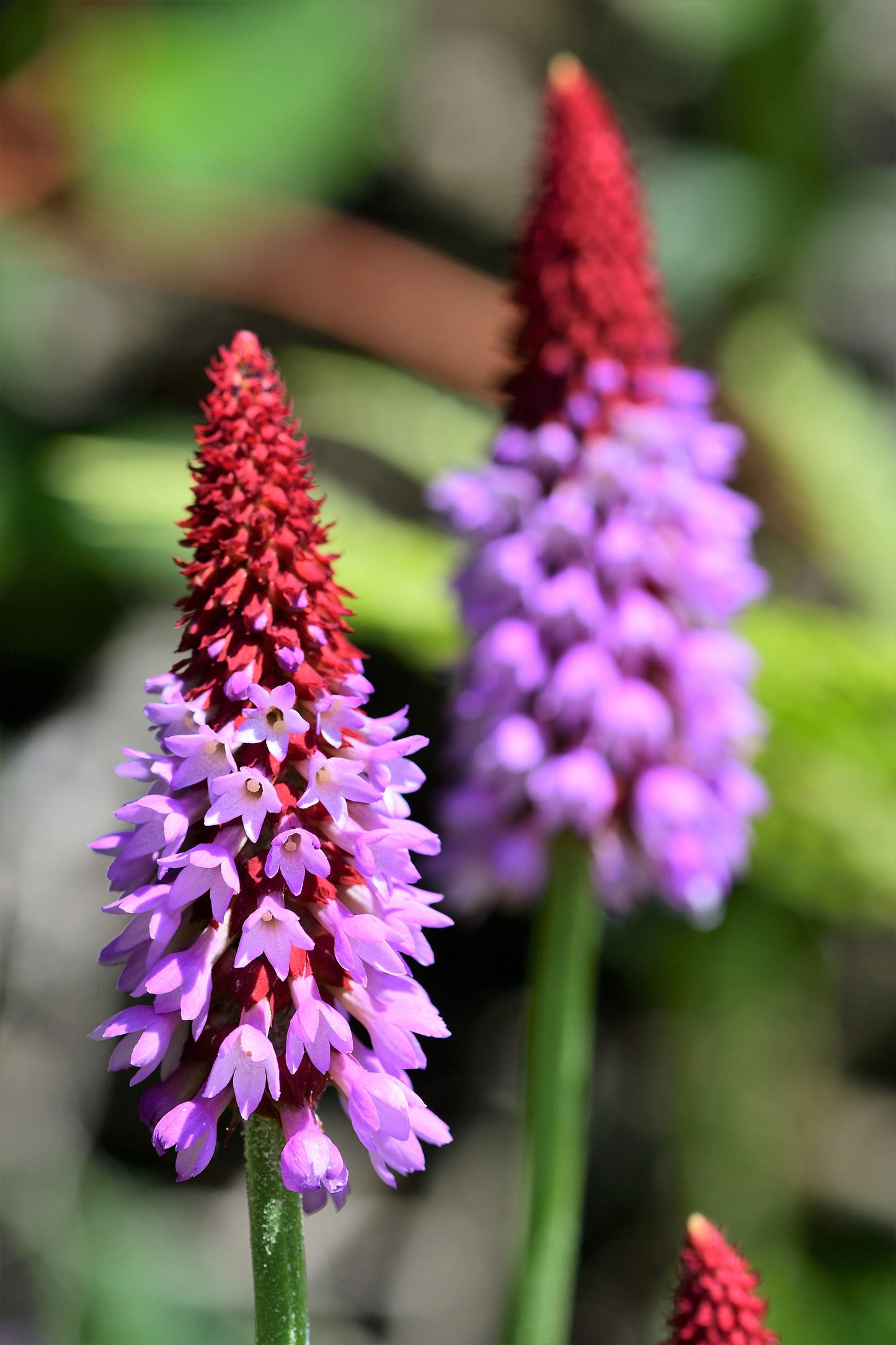 20 ORCHID PRIMROSE Primula Vialii Red Hot Poker Red Pink Purple Shade Wet Flower Seeds