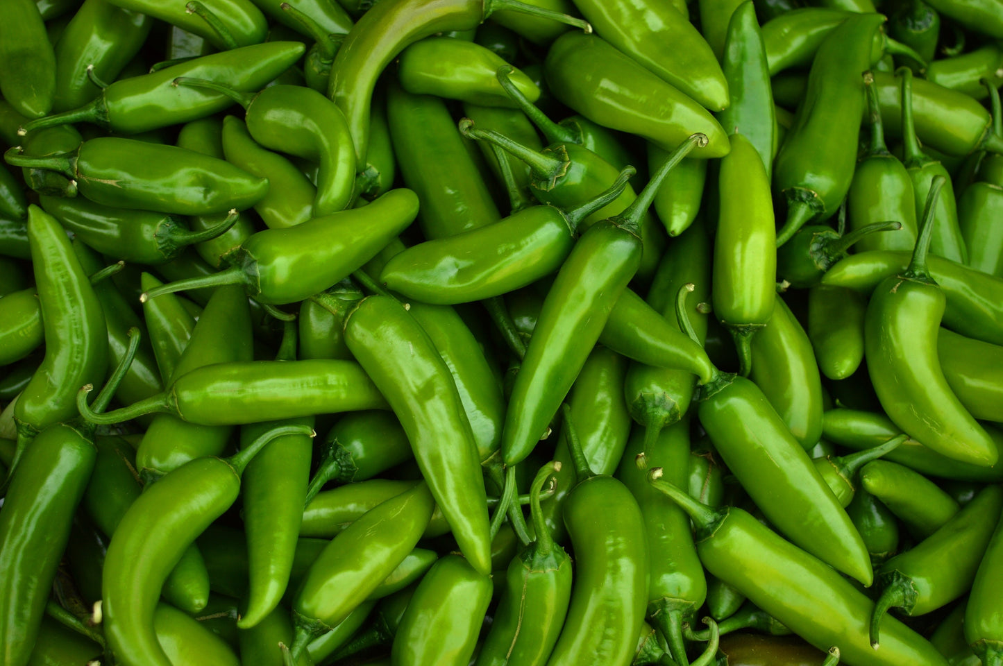 100 BIG JIM PEPPER Green to Red Big 12" Chili Mild Heat Capsicum Annuum Vegetable Seeds