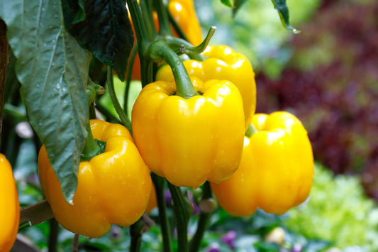 20 Organic Yellow MINI BELL PEPPER Sweet Mild Miniature Capsicum Annuum Vegetable Seeds