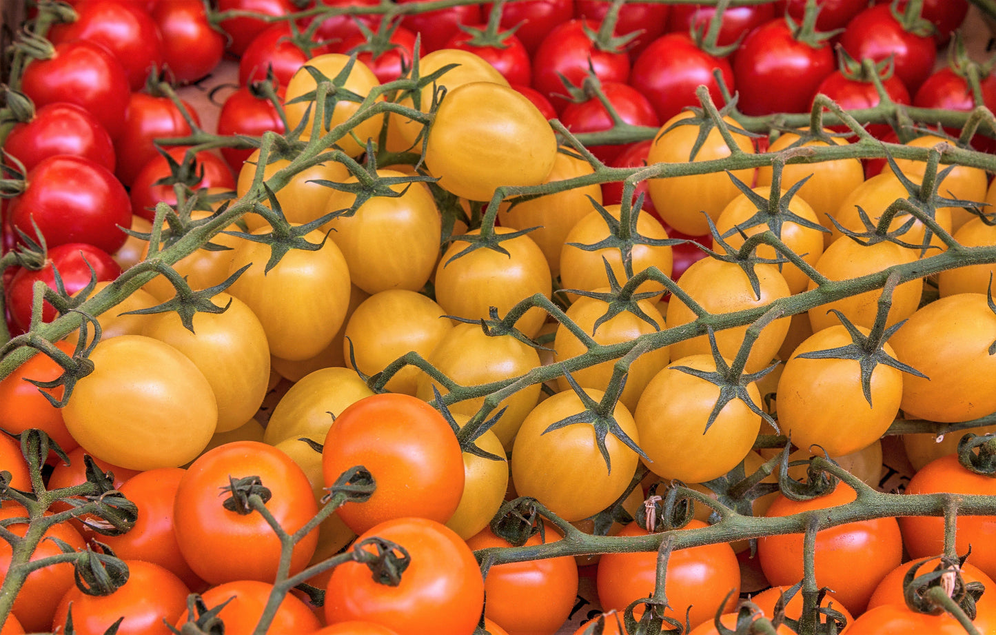 100 ORANGE CHERRY TOMATO Heirloom Solanum Lycopersicum Indeterminate Fruit Vegetable Seeds