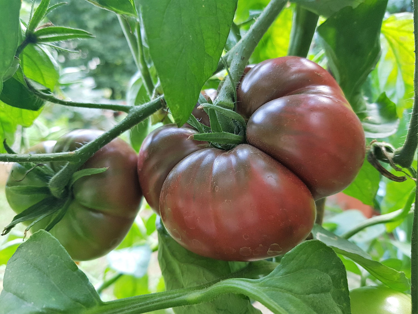 80 BLACK KRIM TOMATO Solanum Lycopersicum Indeterminate Heirloom Beefsteak Fruit Vegetable Seeds