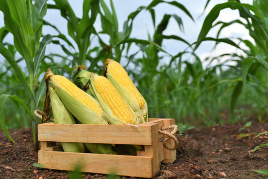 50 Yellow JUBILEE CORN Sweet Corn Zea Mays Vegetable Seeds