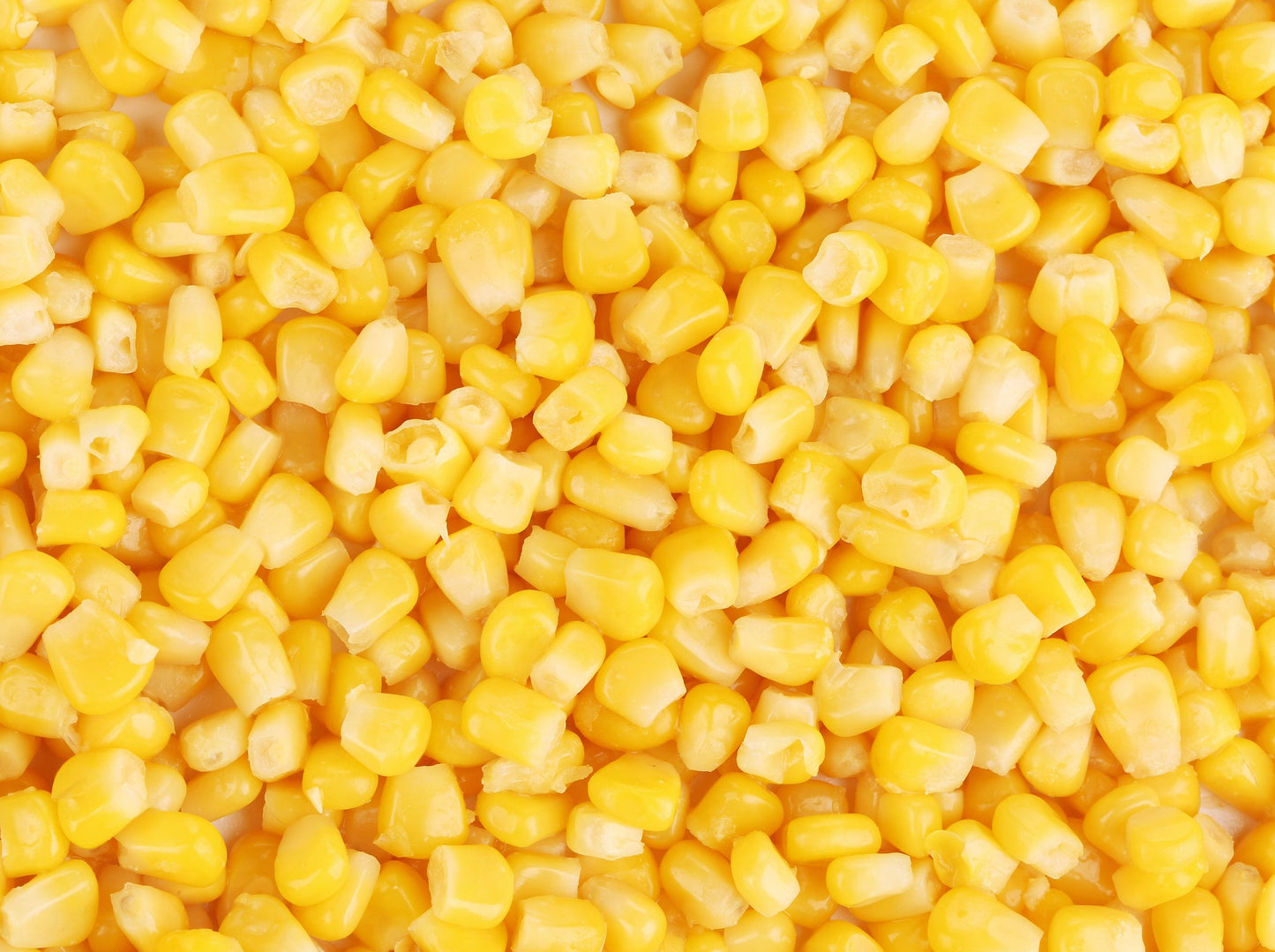50 KANDY KORN CORN Sweet Yellow Corn Red Husk H.S.E. Zea Mays Vegetable Seeds