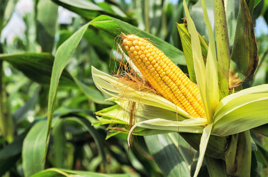 75 SOUTH AMERICAN Yellow POPCORN Corn Zea Mays Heirloom Vegetable Seeds