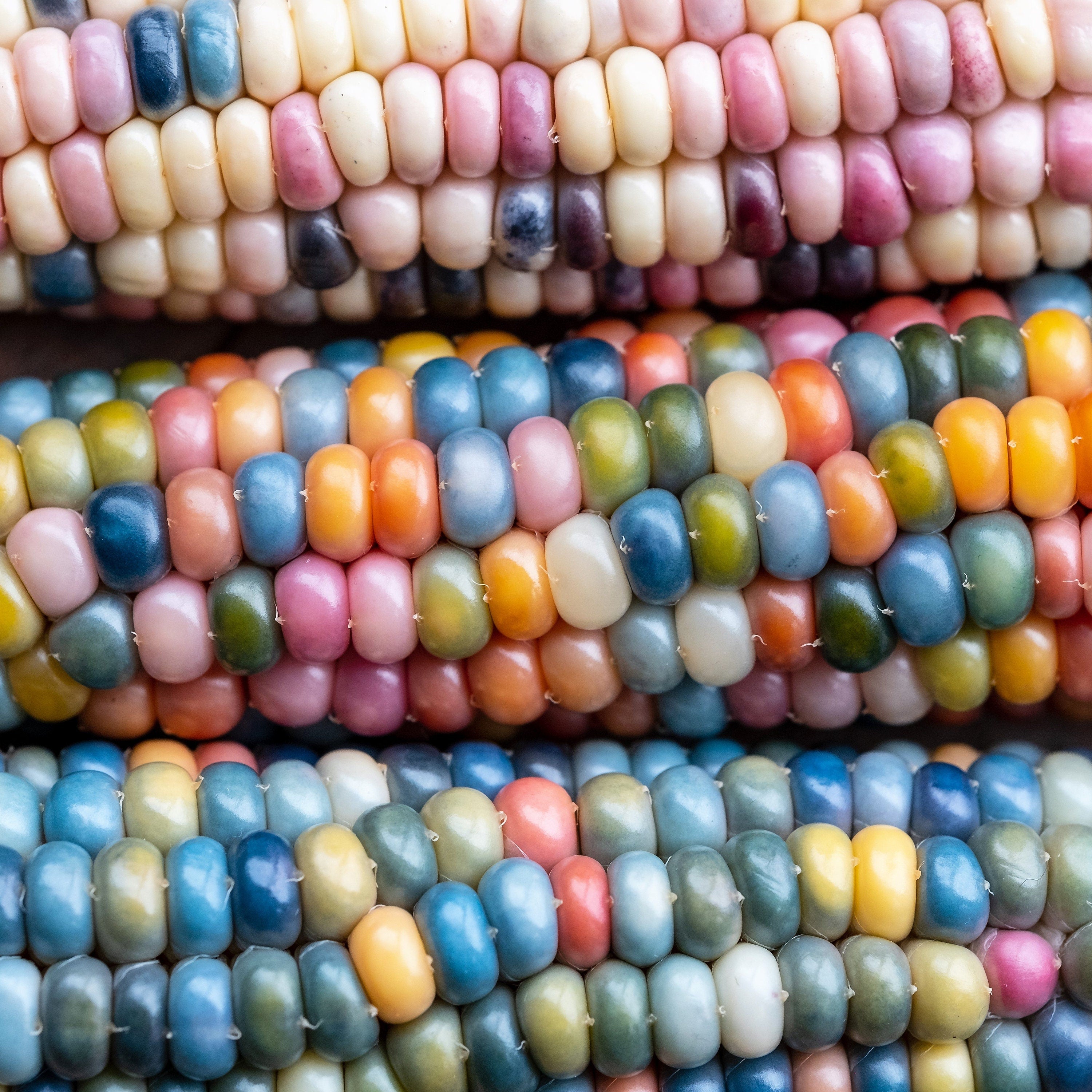 30 GLASS GEM CORN Mixed Colors Ornamental Edible Zea Mays Heirloom