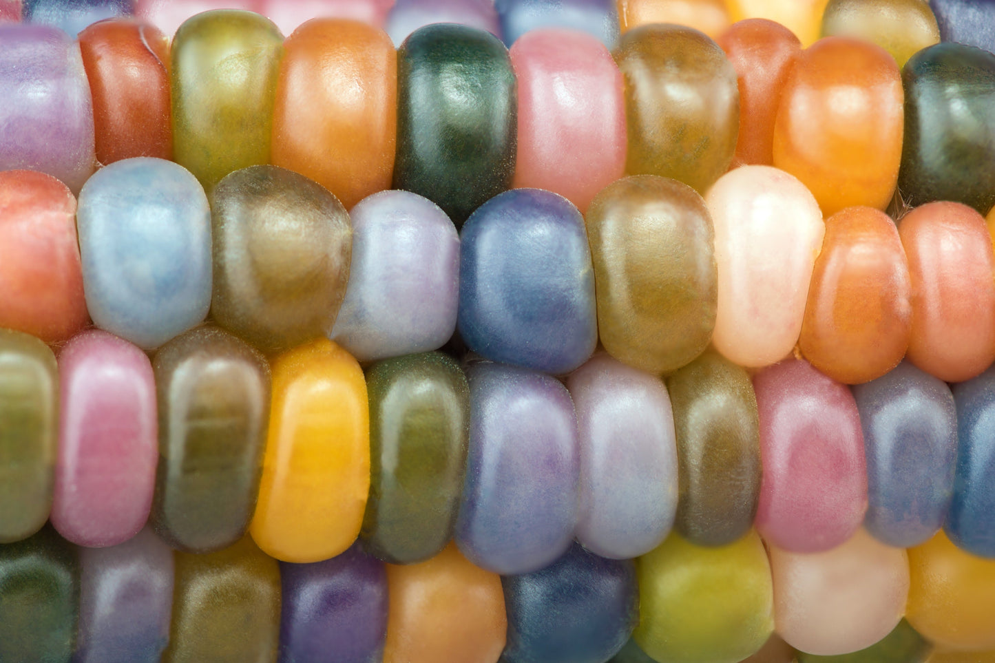 30 GLASS GEM CORN Mixed Colors Ornamental Edible Zea Mays Heirloom Vegetable Seeds